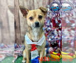 Small Chihuahua Mix