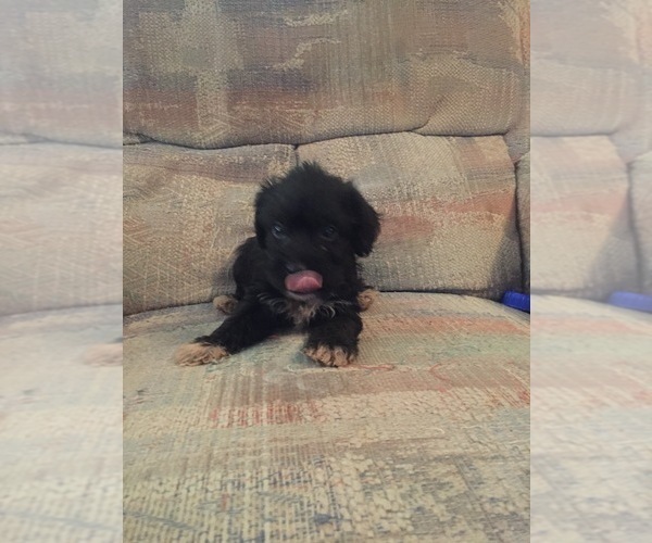 Medium Photo #2 Schnoodle (Miniature) Puppy For Sale in ROUND MTN, TX, USA