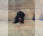 Small Photo #2 Schnoodle (Miniature) Puppy For Sale in ROUND MTN, TX, USA