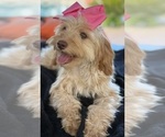 Small Photo #33 Goldendoodle mix (+ Poodle Miniature) Puppy For Sale in MENIFEE, CA, USA