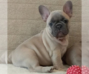 French Bulldog Puppy for sale in TAMPA, FL, USA