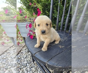 Golden Retriever Puppy for sale in WILLIAMSTOWN, KY, USA