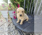 Image preview for Ad Listing. Nickname: Boomer