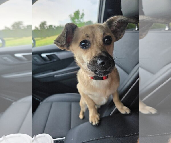 Medium Photo #2 Mutt Puppy For Sale in New London, WI, USA