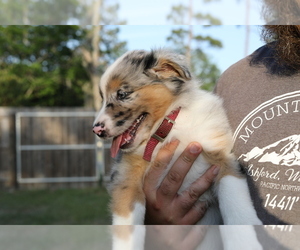 Scotch Collie Puppy for sale in SPRING HILL, FL, USA