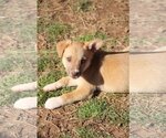 Small Photo #2 Australian Shepherd-Unknown Mix Puppy For Sale in McDonough, GA, USA