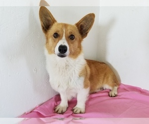 Mother of the Pembroke Welsh Corgi puppies born on 04/28/2019