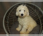 Small Photo #4 Bichon Frise Puppy For Sale in PATERSON, NJ, USA