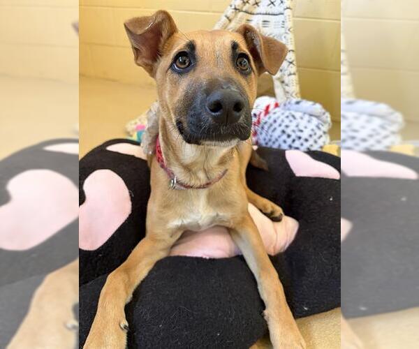 Medium Photo #1 Mutt Puppy For Sale in Chula Vista, CA, USA