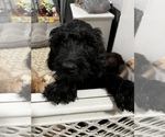Small Photo #2 Goldendoodle Puppy For Sale in SAINT LOUIS, MO, USA