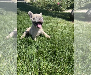 French Bulldog Puppy for sale in BEAUMONT, CA, USA