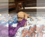 Small #4 Aussiedoodle