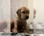 Small Photo #5 Golden Retriever Puppy For Sale in BUCHANAN, TN, USA