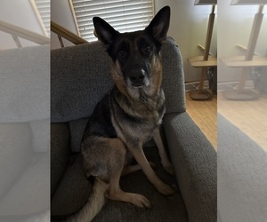 Mother of the German Shepherd Dog puppies born on 12/14/2024