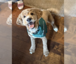 Small Photo #1 English Cream Golden Retriever-Poodle (Miniature) Mix Puppy For Sale in BOISE, ID, USA