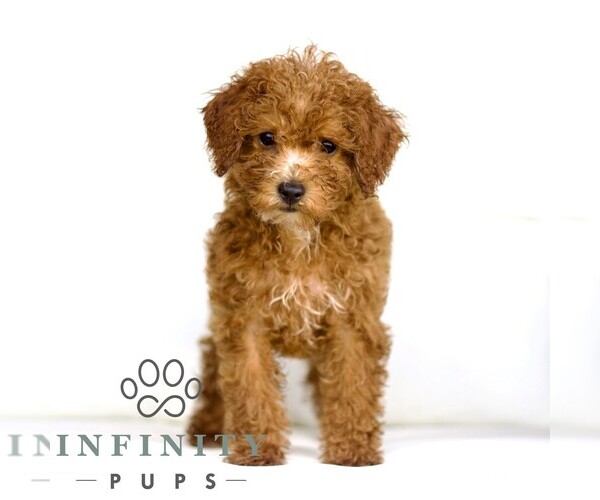 Medium Photo #2 Poodle (Toy) Puppy For Sale in LANCASTER, PA, USA