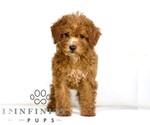 Small #1 Poodle (Toy)
