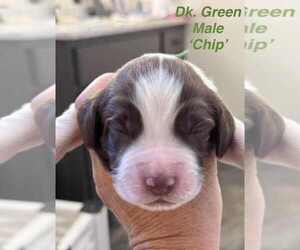 Medium English Springer Spaniel