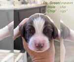 Puppy Puppy 6 English Springer Spaniel
