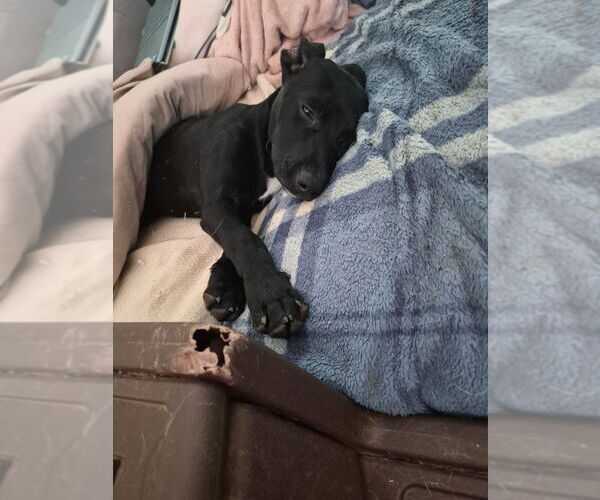 Medium Photo #6 Mutt Puppy For Sale in Candler, NC, USA