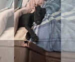 Small #5 Mutt