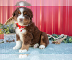 Small #1 Miniature Australian Shepherd