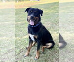 Small #1 Rottweiler Mix