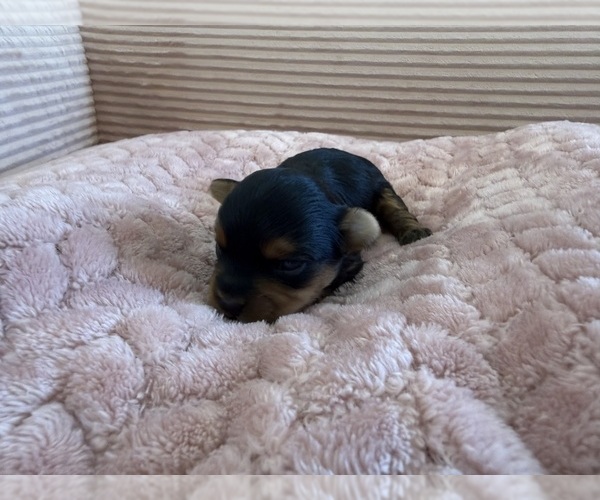 Medium Photo #23 Yorkipoo Puppy For Sale in ARLINGTON, TX, USA