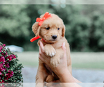 Small #2 Golden Retriever