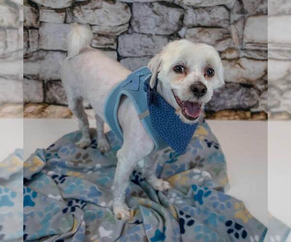 Medium Photo #6 Mutt Puppy For Sale in Kennesaw, GA, USA