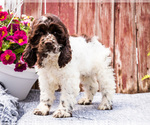 Small #1 Cocker Spaniel