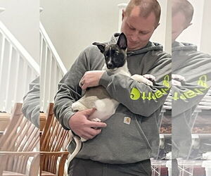 German Shepherd Dog Dogs for adoption in Seattle, WA, USA