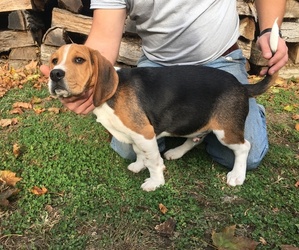 Beagle Puppy for sale in HUNTINGDON, PA, USA
