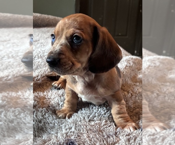 Medium Photo #3 Dachshund Puppy For Sale in SOUTHINGTON, OH, USA