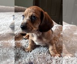 Small #2 Dachshund