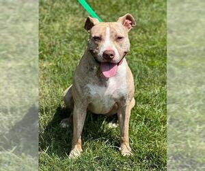 American Pit Bull Terrier-Unknown Mix Dogs for adoption in Westminster, MD, USA
