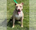 Small American Pit Bull Terrier Mix