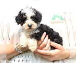 Small #1 Bernedoodle (Miniature)
