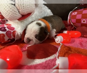 Boston Terrier Puppy for sale in CLEVELAND, TX, USA