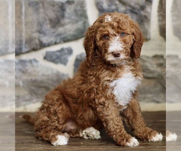 Medium Photo #3 Goldendoodle Puppy For Sale in RONKS, PA, USA