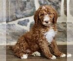 Small #2 Goldendoodle