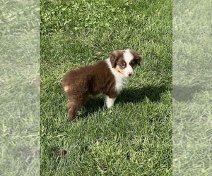 Australian Shepherd Puppy for sale in BEECH GROVE, IN, USA
