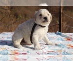 Small Photo #14 Goldendoodle Puppy For Sale in UNION CITY, TN, USA
