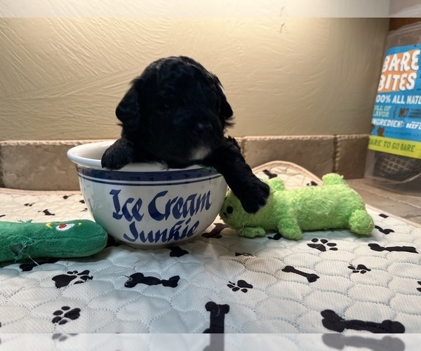Medium Photo #5 Poodle (Toy) Puppy For Sale in CEDAR CITY, UT, USA