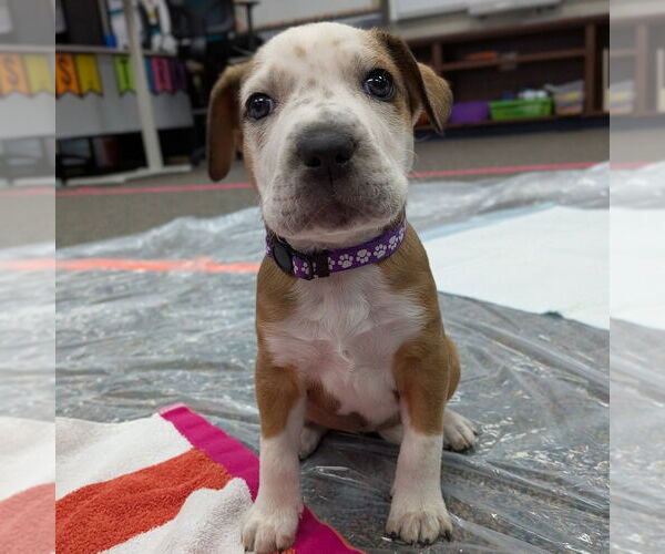 Medium Photo #2 Mutt Puppy For Sale in Vail, AZ, USA