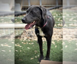 Labrenees Dogs for adoption in Milpitas, CA, USA