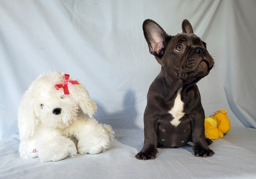 Medium Photo #11 French Bulldog Puppy For Sale in ADRIAN, MI, USA