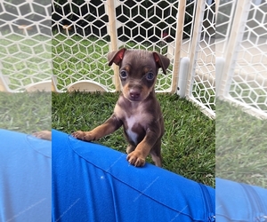 Harlequin Pinscher Puppy for sale in OLATHE, KS, USA