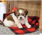 Jake - Male Shih Tzu Puppy for Sale - Photo #2