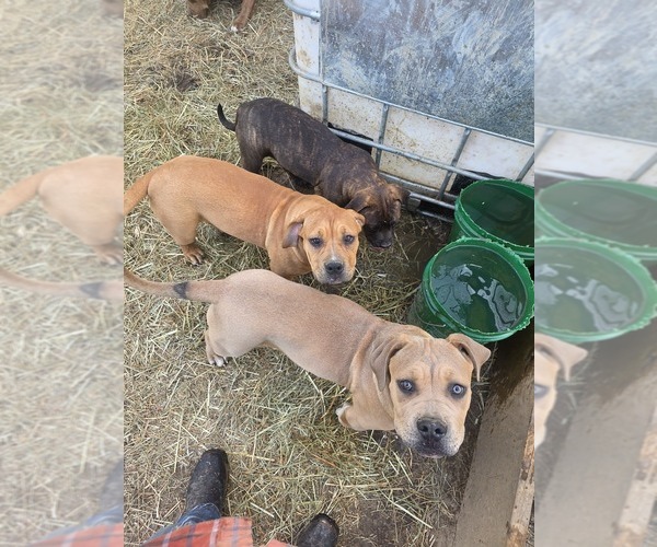 Medium Photo #1 American Bully Puppy For Sale in POPLAR BLUFF, MO, USA